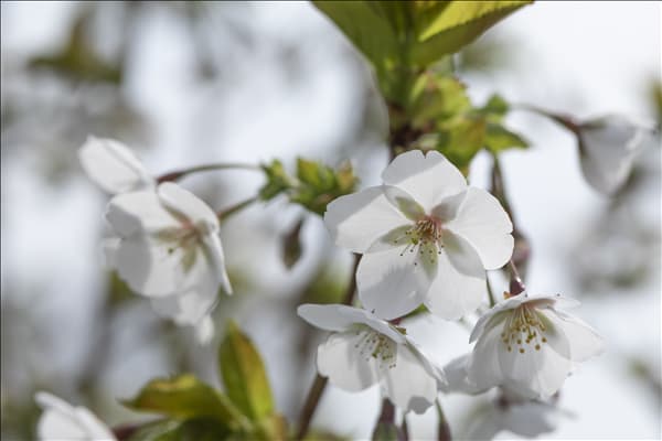 Prunus serrulata 'Amanogawa'