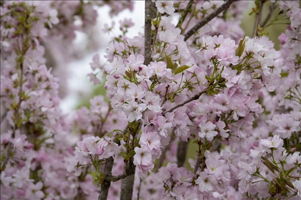 Prunus serrulata 'Amanogawa'