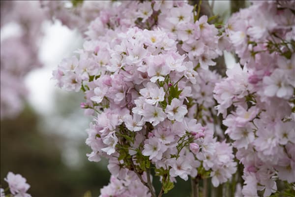 Prunus serrulata 'Amanogawa'
