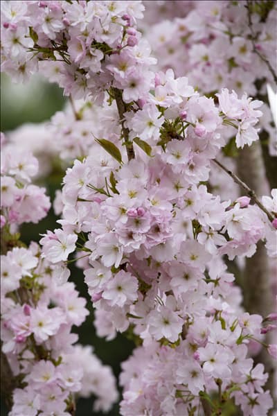 Prunus serrulata 'Amanogawa'