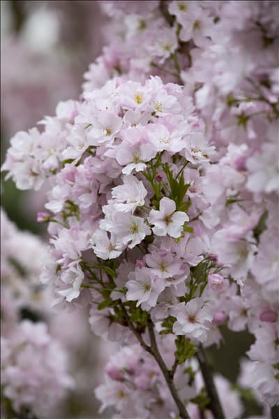 Prunus serrulata 'Amanogawa'
