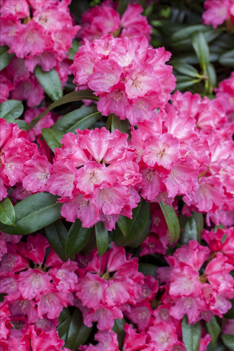 Rhododendron 'Germania'®