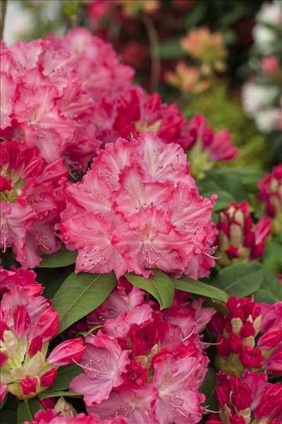 Rhododendron 'Germania'®