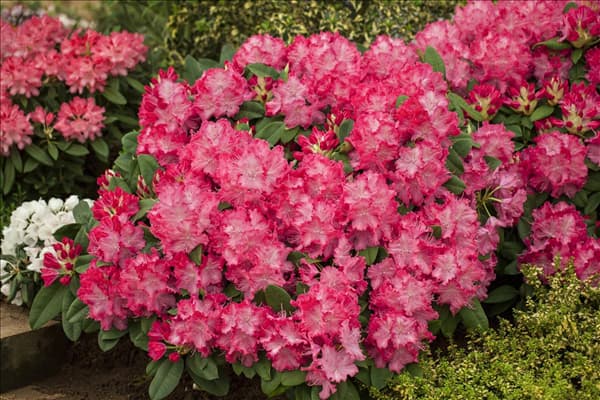 Rhododendron 'Germania'®