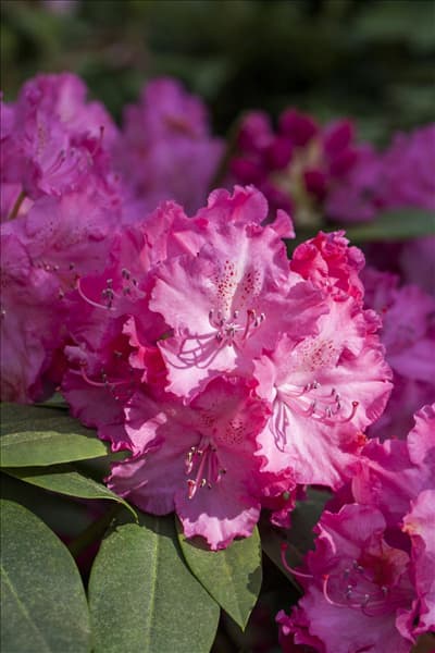 Rhododendron 'Germania'®