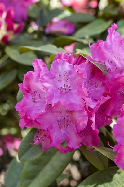 Rhododendron 'Germania'®