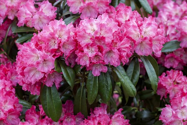 Rhododendron 'Germania'®