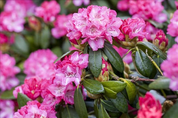 Rhododendron 'Germania'®