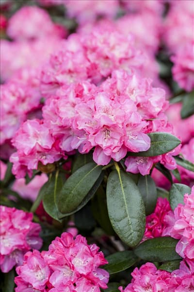 Rhododendron 'Germania'®