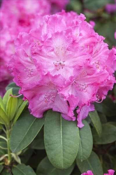 Rhododendron 'Germania'®