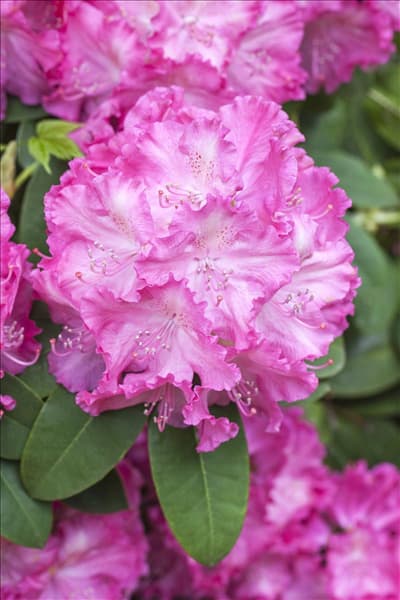 Rhododendron 'Germania'®