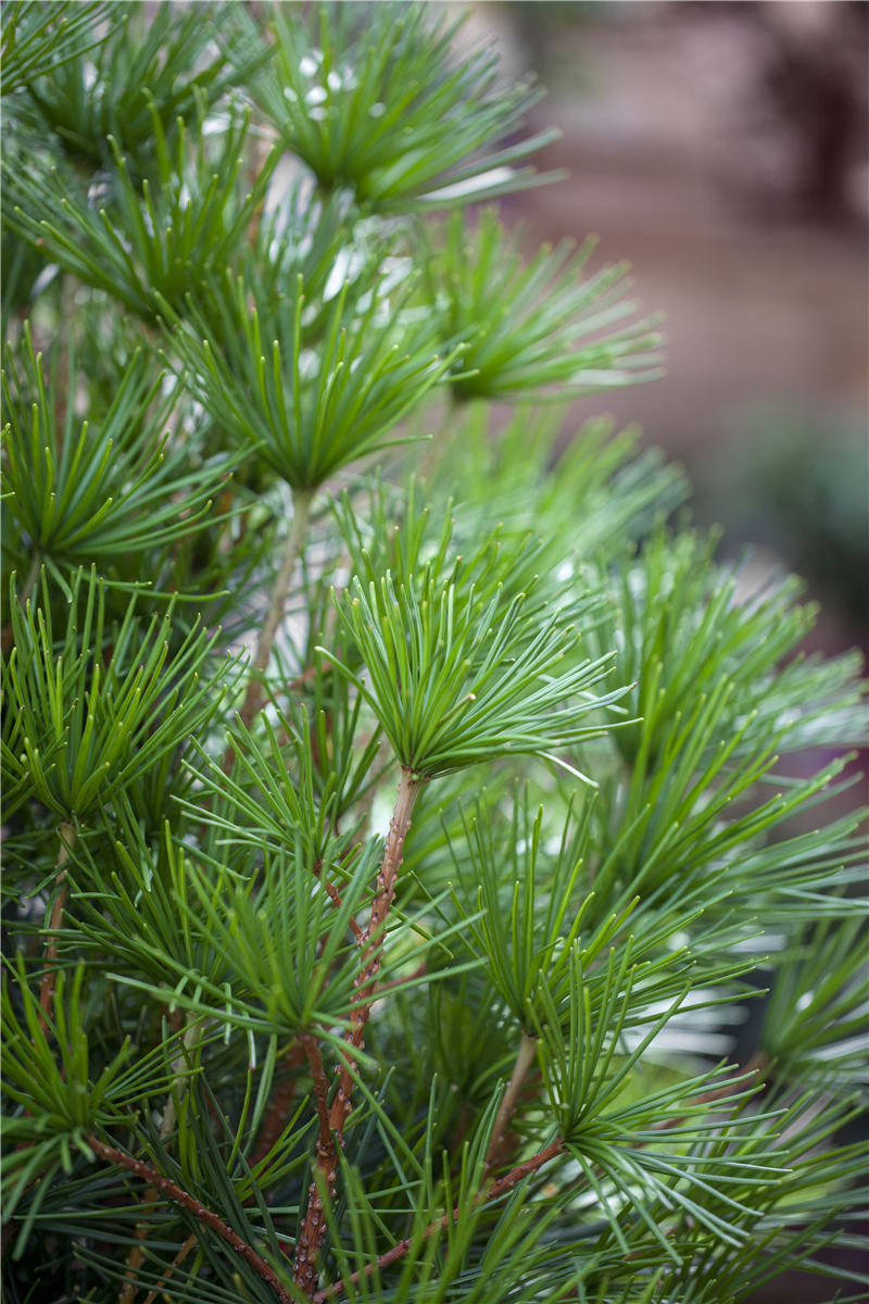 Sciadopitys verticillata