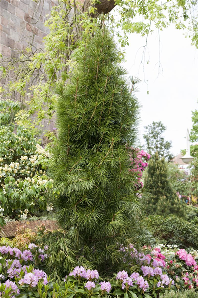 Sciadopitys verticillata