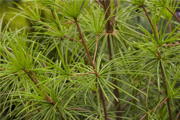 Sciadopitys verticillata