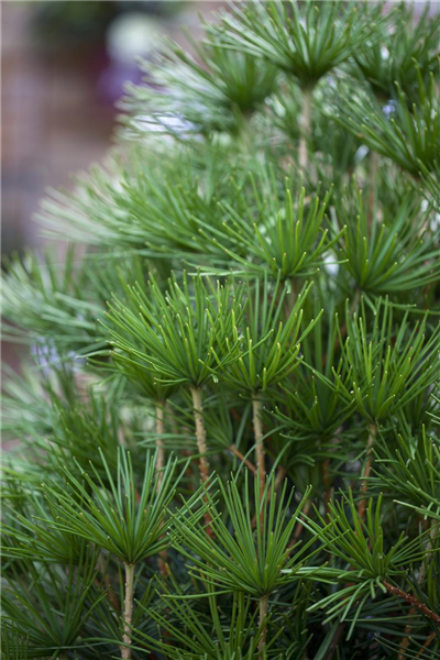 Sciadopitys verticillata