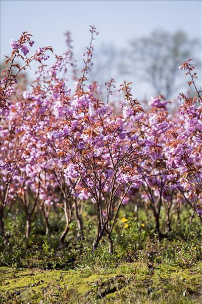Prunus serrulata 'Kanzan'