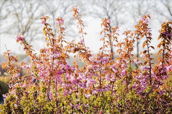 Prunus