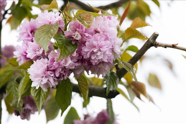 Prunus serrulata 'Kanzan'