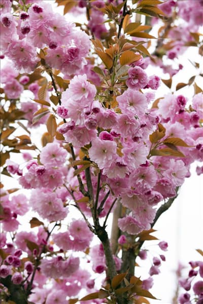 Prunus serrulata 'Kanzan'