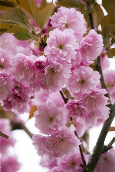 Prunus serrulata 'Kanzan'