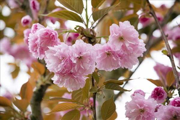 Prunus serrulata 'Kanzan'