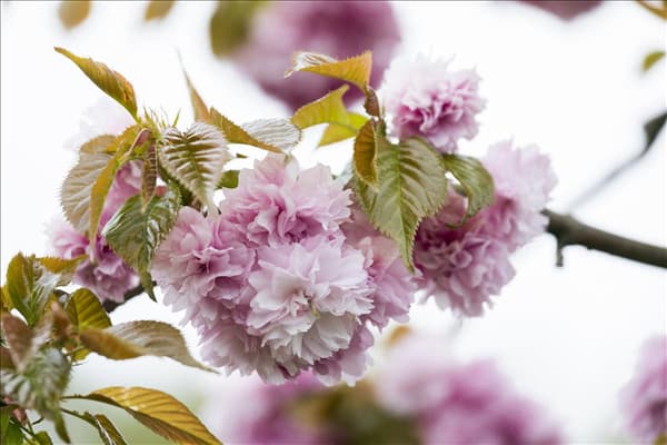 Prunus serrulata 'Kanzan'
