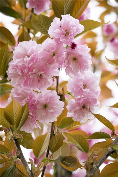 Prunus serrulata 'Kanzan'