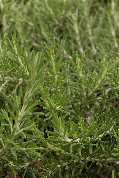 Rosmarinus officinalis 'Prostratus'