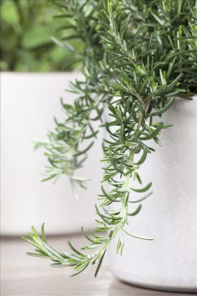 Rosmarinus officinalis 'Prostratus'