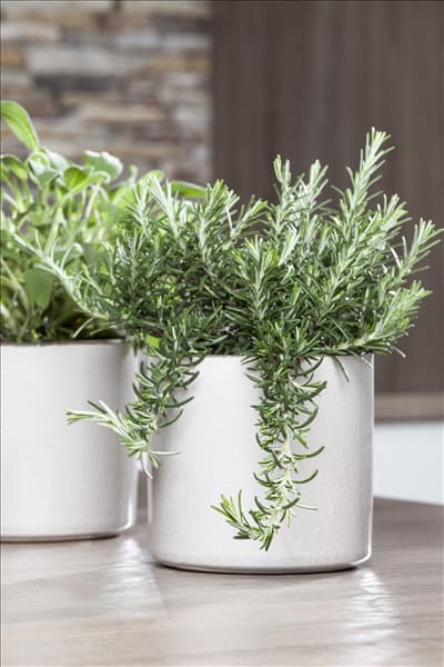 Rosmarinus officinalis 'Prostratus'