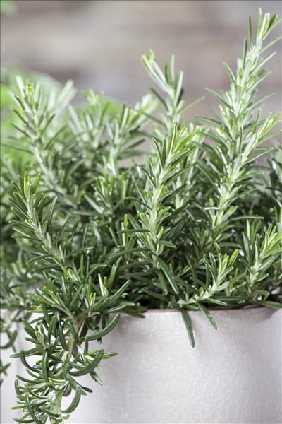 Rosmarinus officinalis 'Prostratus'