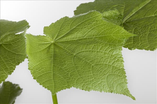 Sparmannia africana