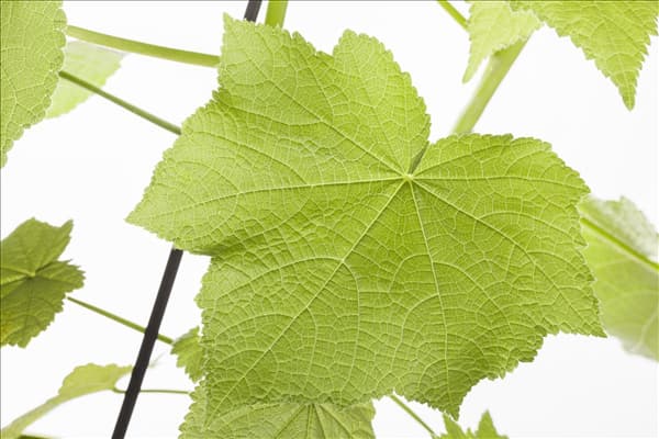 Sparmannia africana
