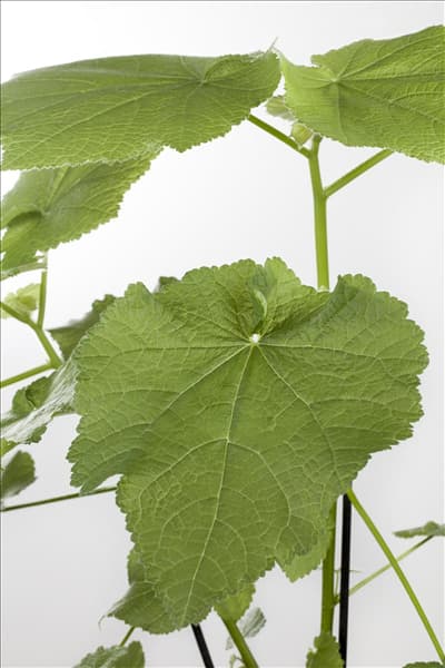 Sparmannia africana