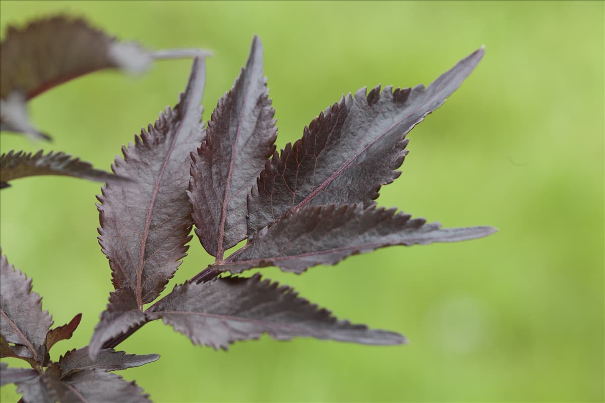 Sambucus nigra 'Black Beauty'®