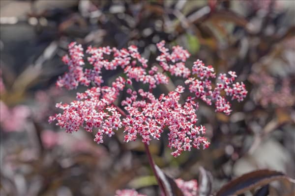 Sambucus nigra 'Black Beauty'®