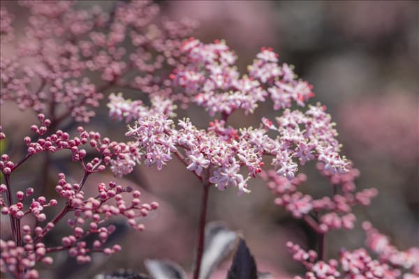 Sambucus nigra 'Black Beauty'®
