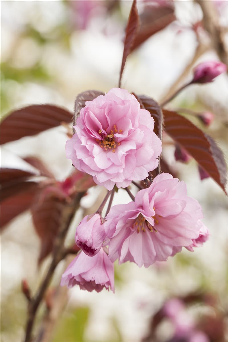 Prunus serrulata 'Royal Burgundy'®