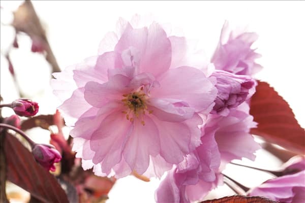 Prunus serrulata 'Royal Burgundy'®