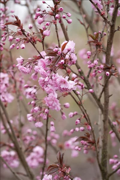 Prunus serrulata 'Royal Burgundy'®