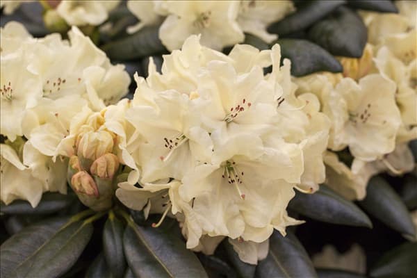 Rhododendron 'Goldbukett'