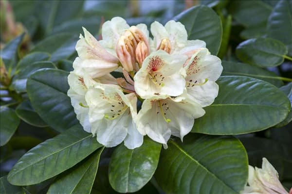 Rhododendron 'Goldbukett'