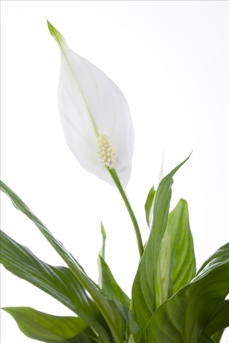 Spathiphyllum floribundum 'Chopin'