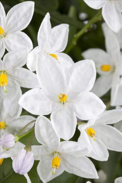 Solanum jasminoides