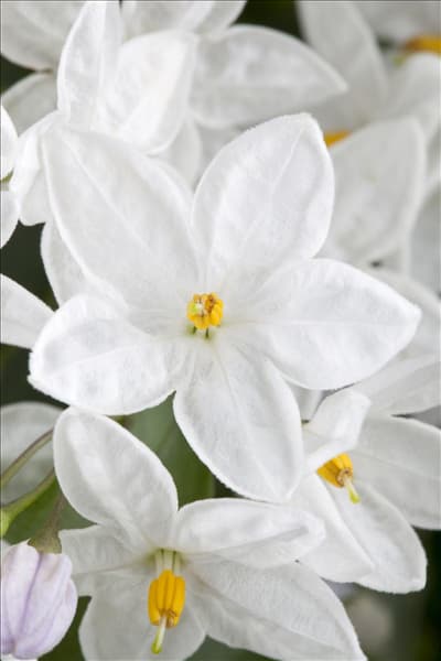 Solanum jasminoides