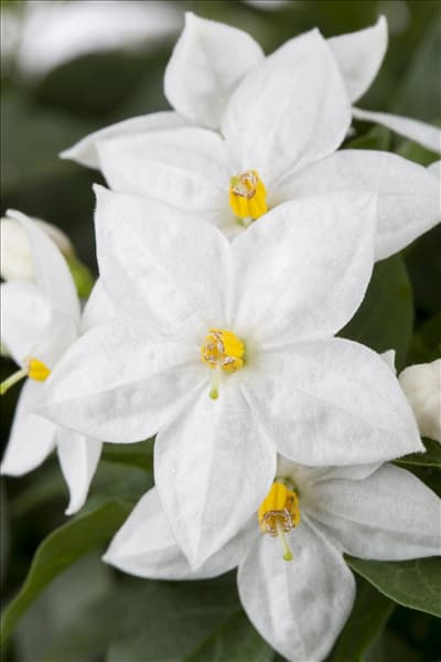 Solanum jasminoides