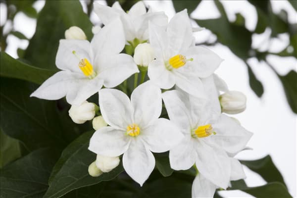 Solanum jasminoides