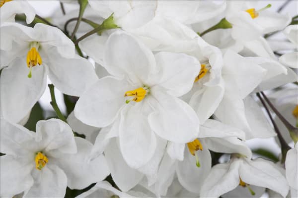 Solanum jasminoides