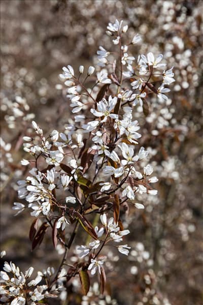 Amelanchier lamarckii
