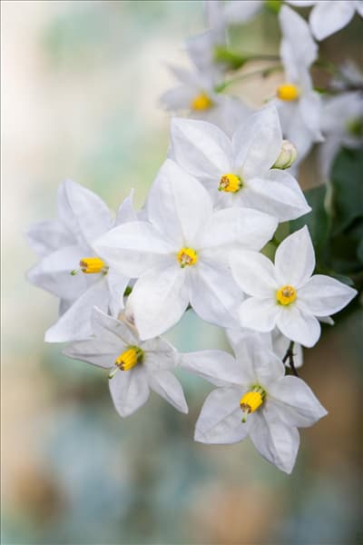 Solanum jasminoides